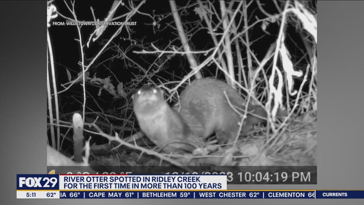 American River Otters spotted in Ridley Creek for first time in over 100 years